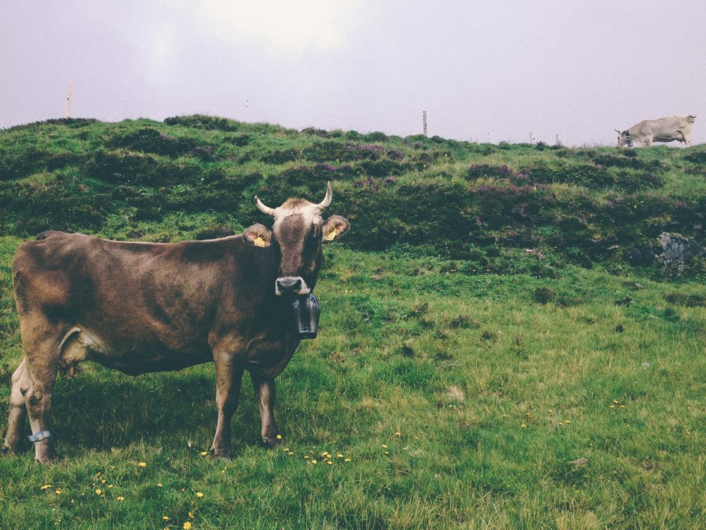 nathan-fertig-64724-unsplash
